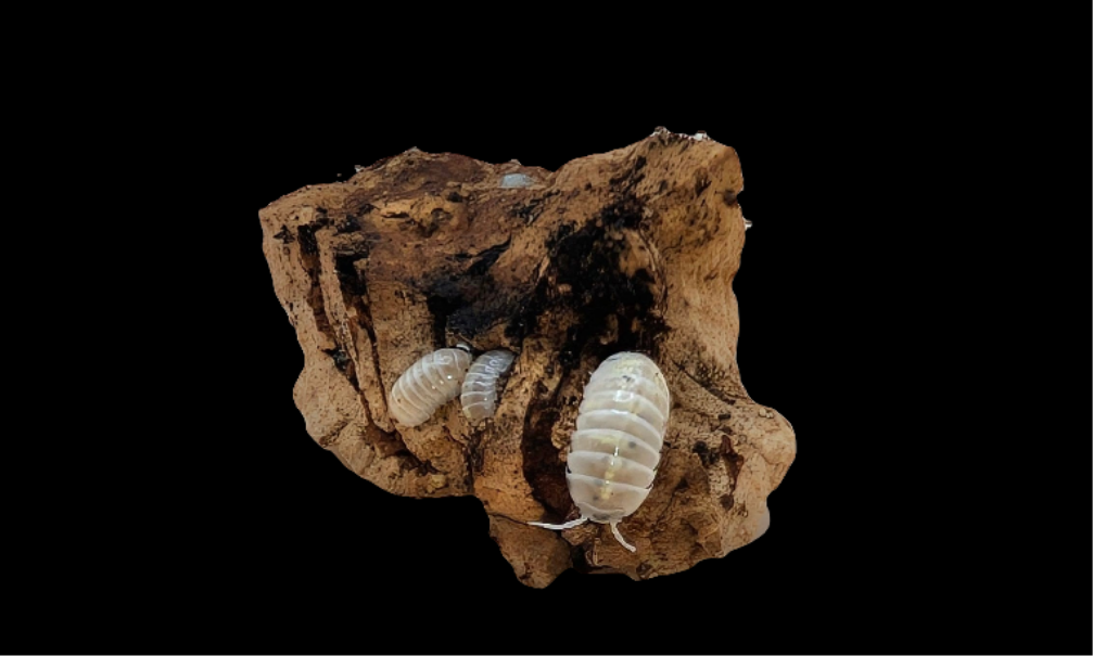 Magic Potion Isopods