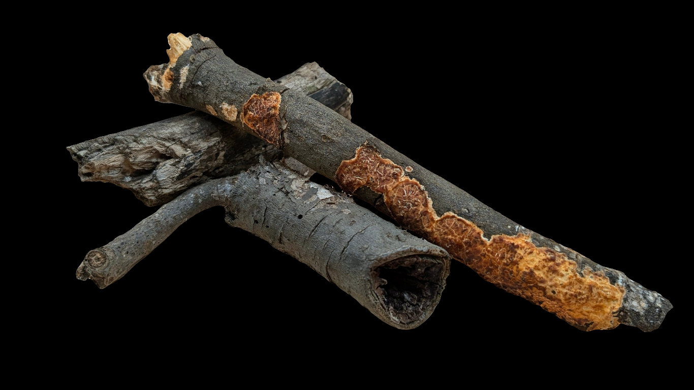 Soft Wood and Wood Rot