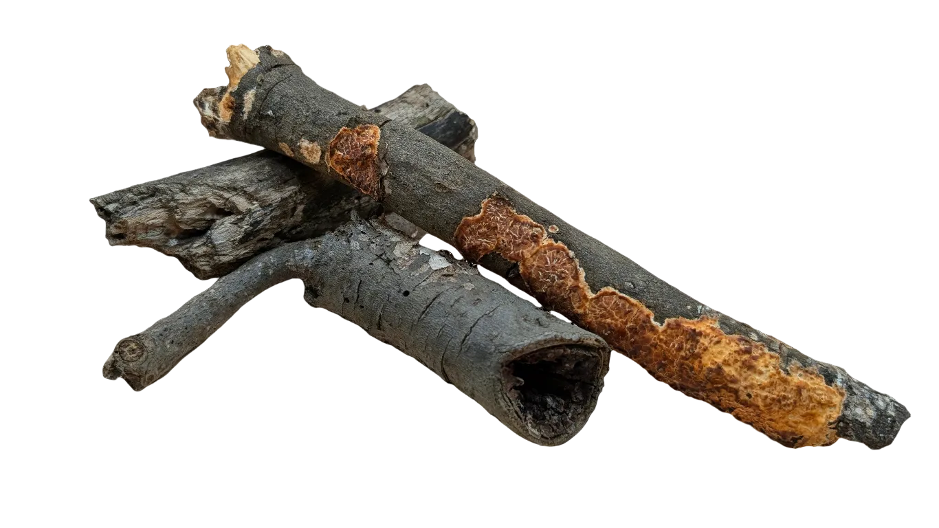 Soft Wood and Wood Rot