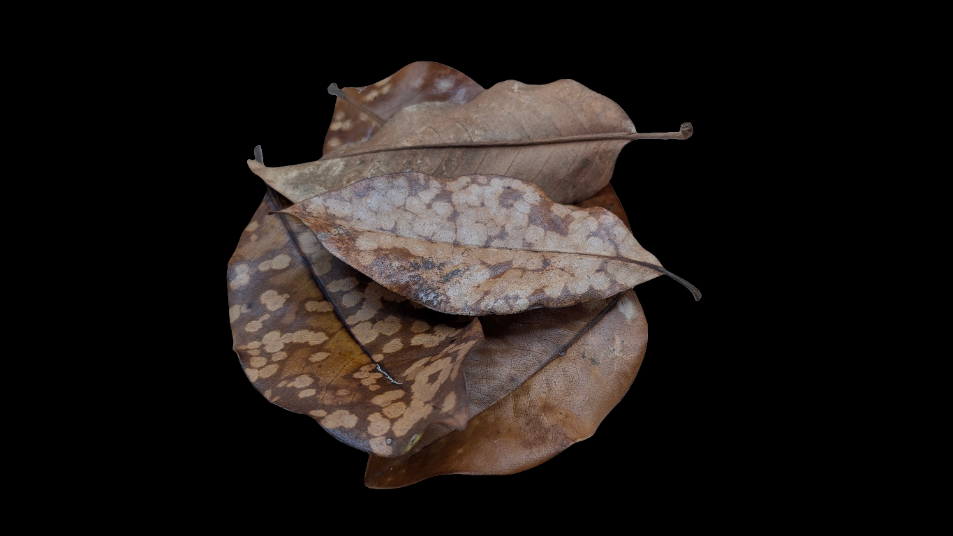 Magnolia Leaves