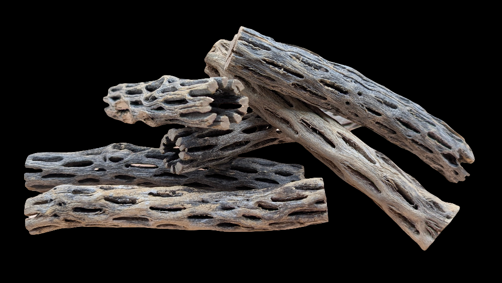 Cholla Wood 6in