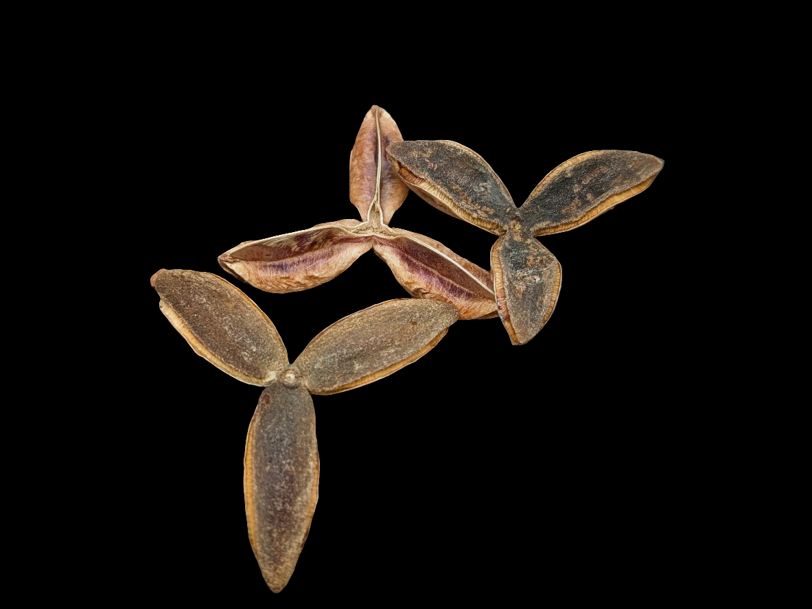 Pau Terra Estrela Pods