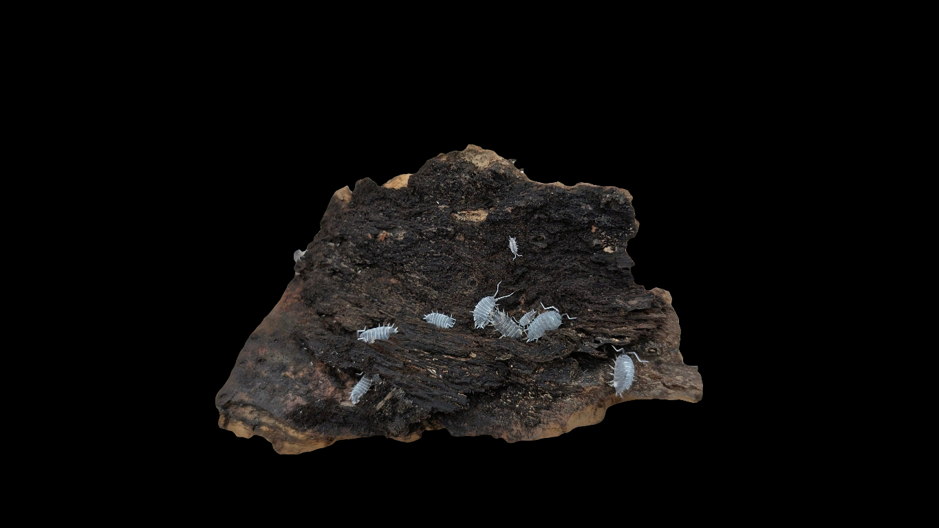 Oreo Crumble Isopods