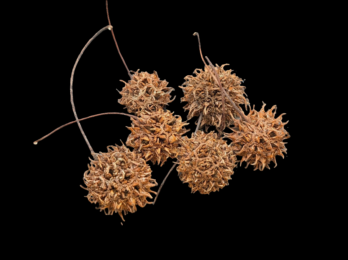 Sweet Gum Pods/Gum Balls