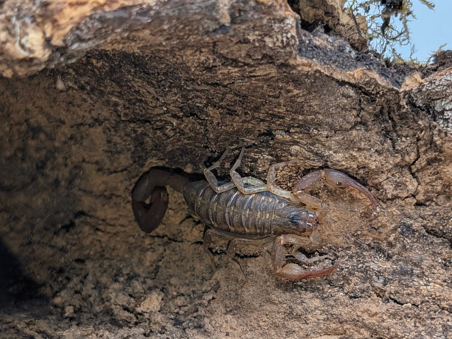 Caribbean Bark Scorpion