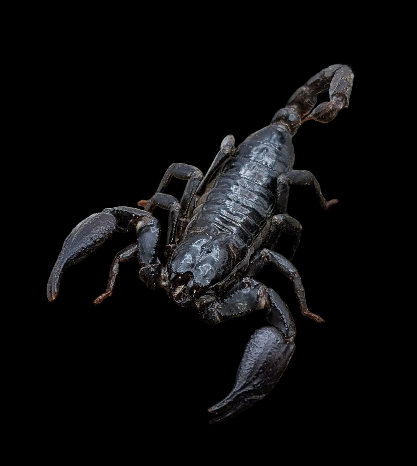 Asian Forest Scorpion