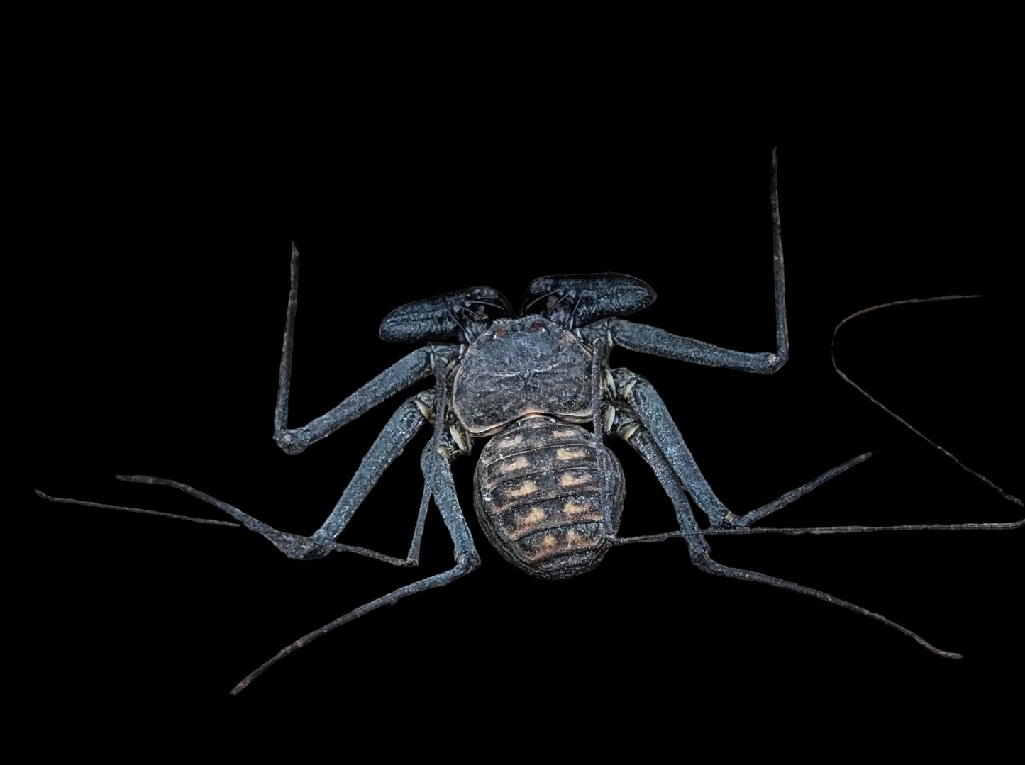 Nicaraguan Tailless Whip Scorpion