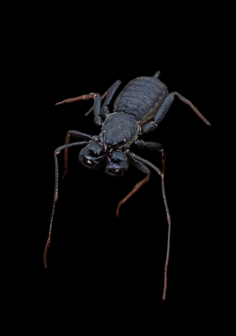 Thai Black Vinegaroon
