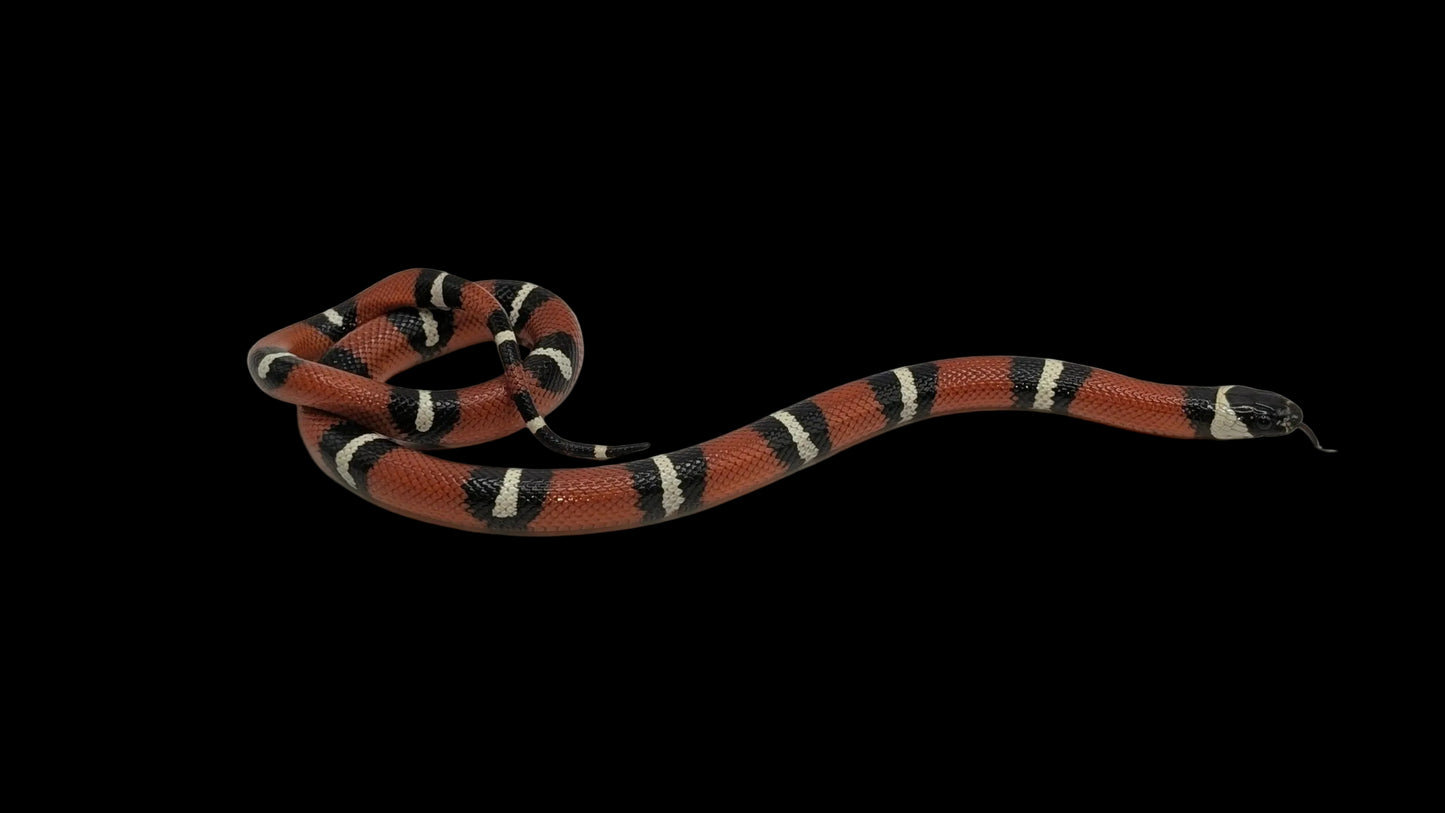 Milk Snake