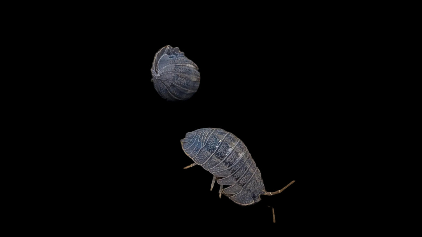 Peraccae Isopods