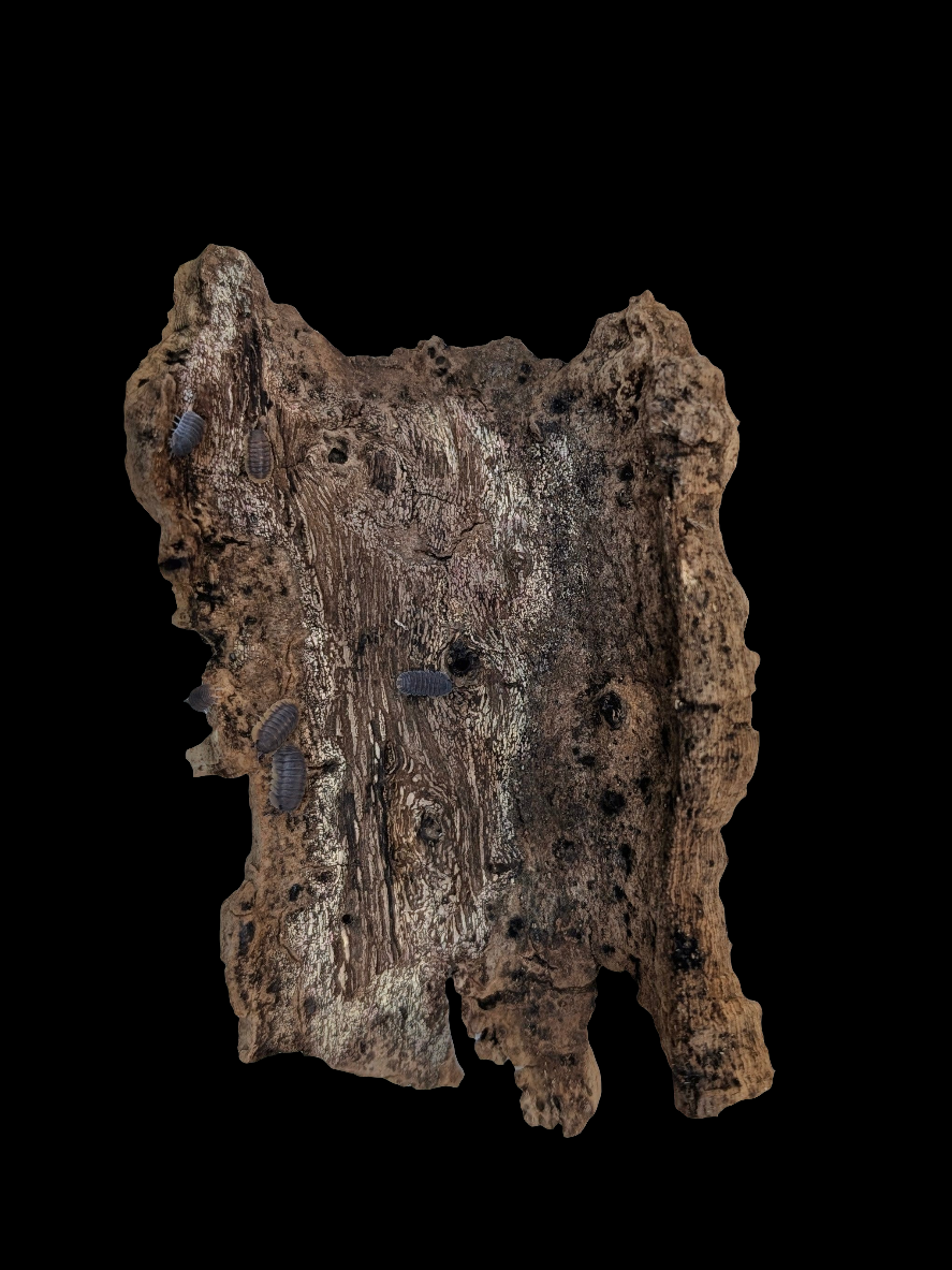 Red Edge Cubaris Isopods