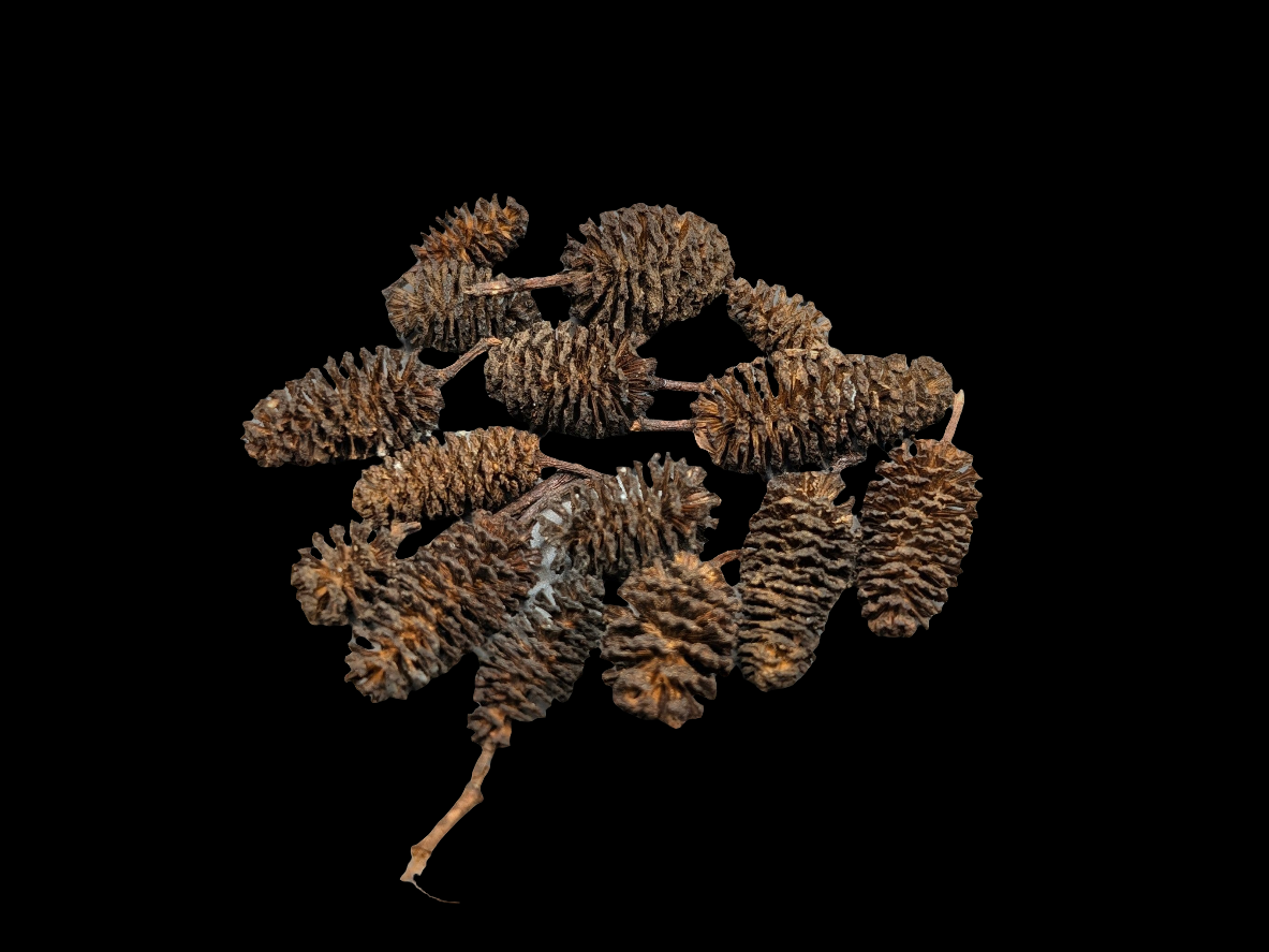 Alder Cones