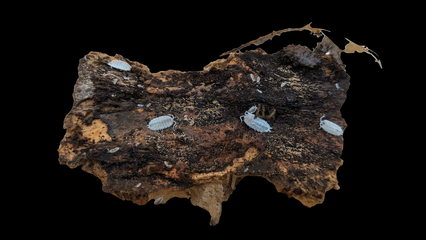 Orange Dalmatian Isopods