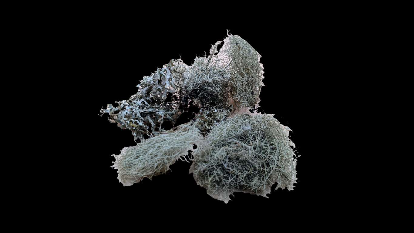 Lichen