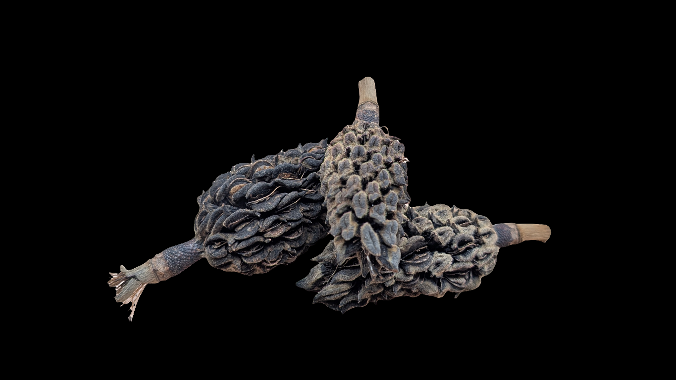 Magnolia Cones