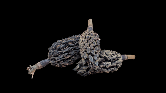 Magnolia Cones