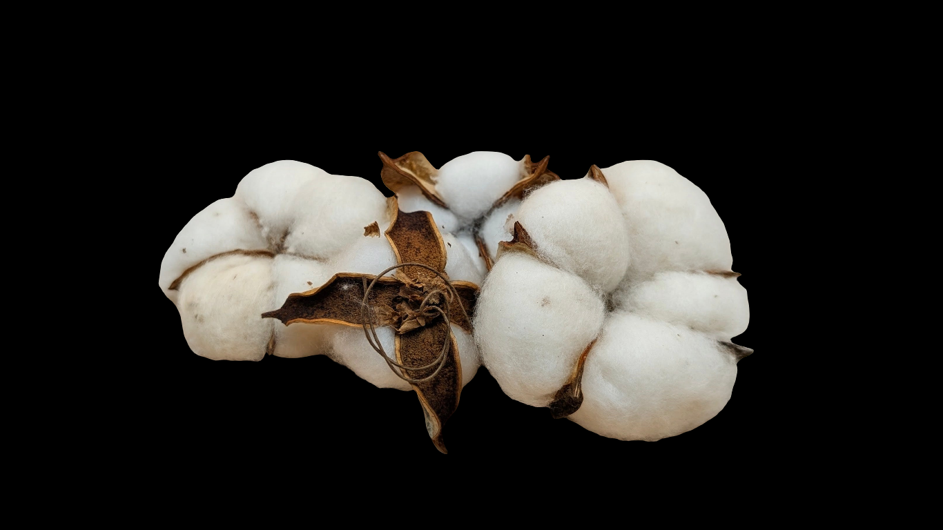 Cotton Seed Pods