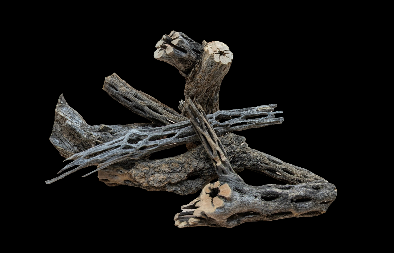 Cholla For Invertebrates and Accents