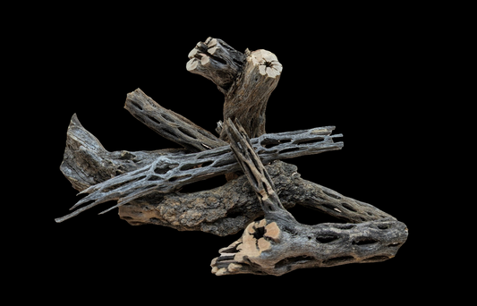 Cholla For Invertebrates and Accents