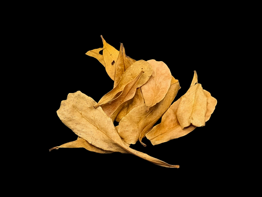 Catapa / Indian Almond Leaves 2in