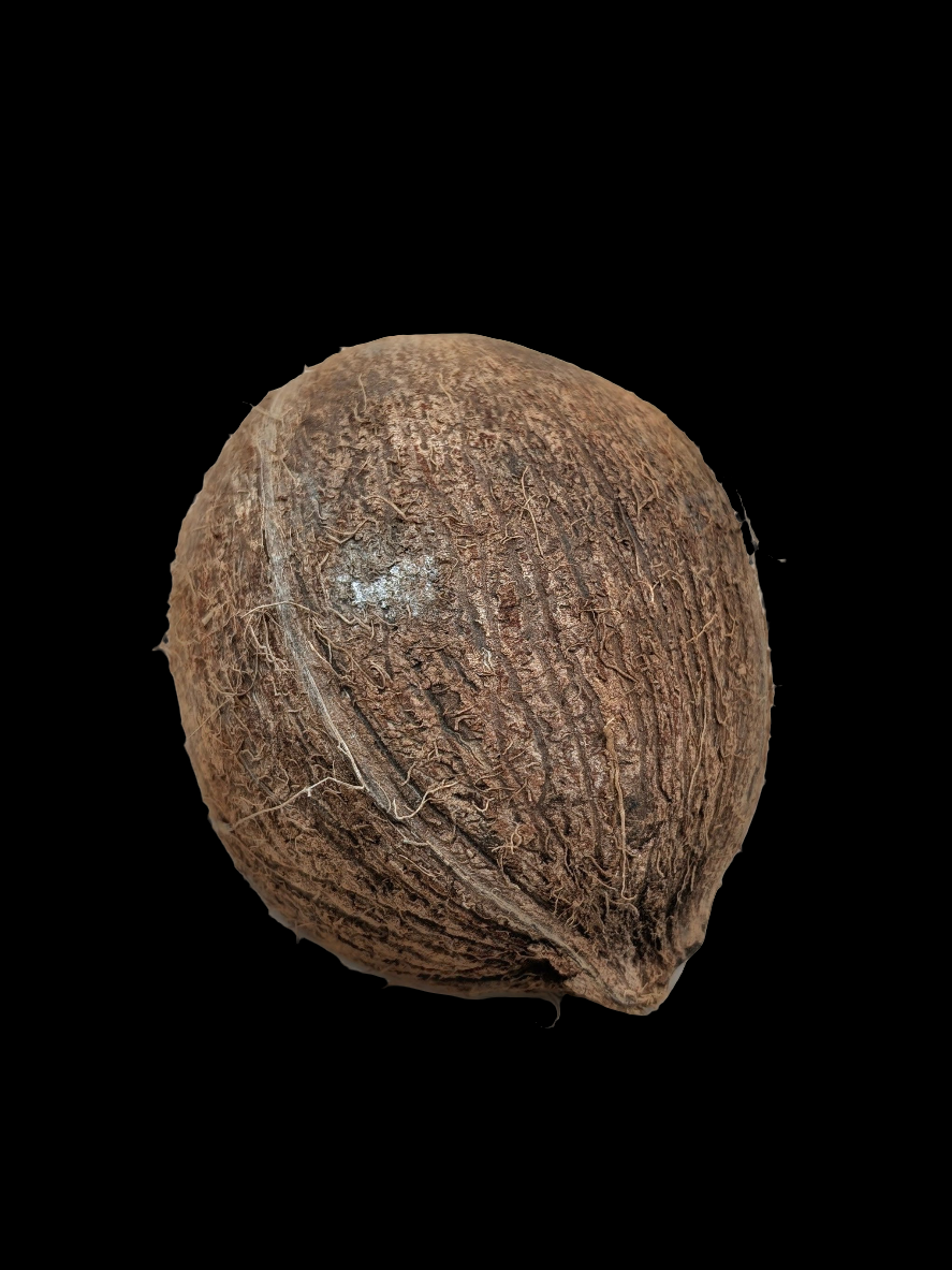 Coconut Shell Half