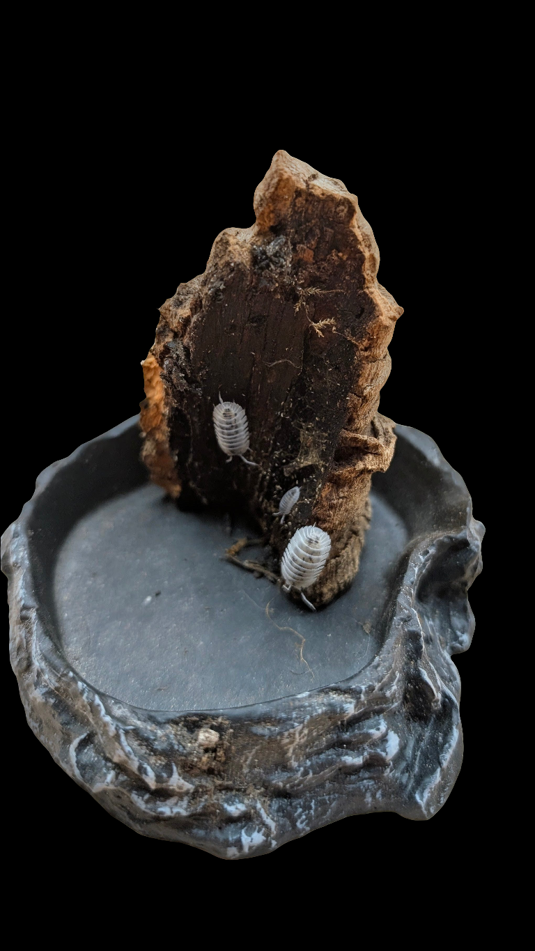 Shiro Utsuri Isopods