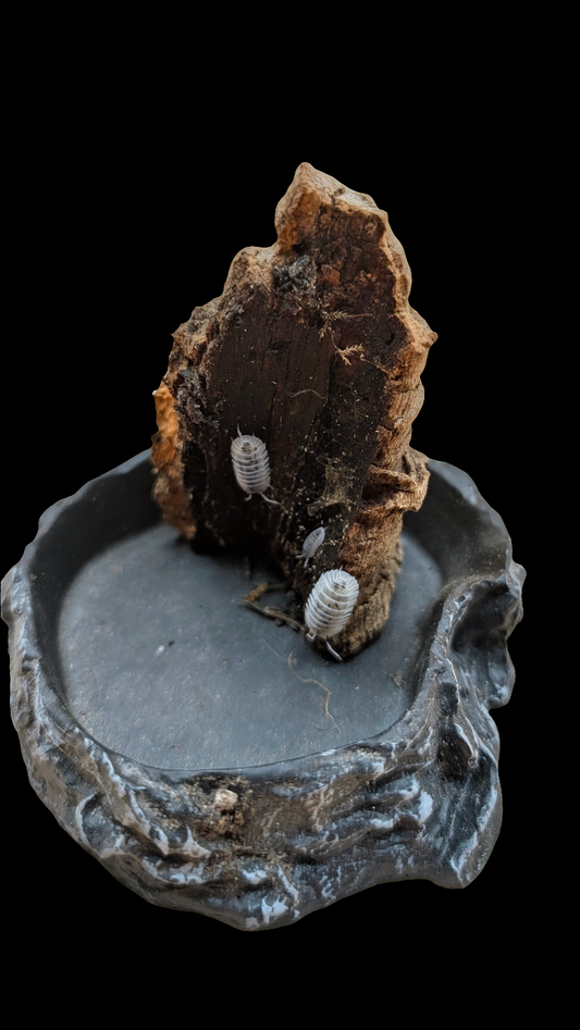 Shiro Utsuri Isopods