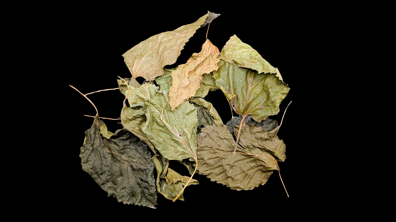 Mulberry Leaves