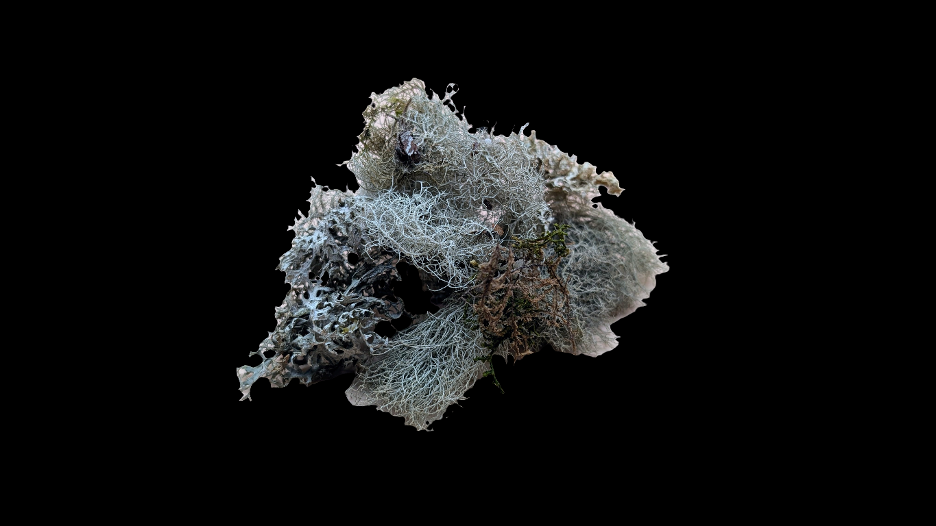 Lichen