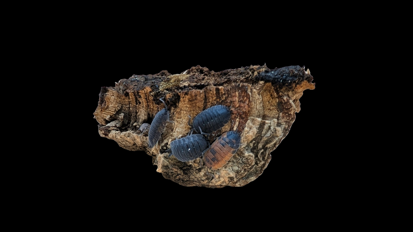 Lava Isopods