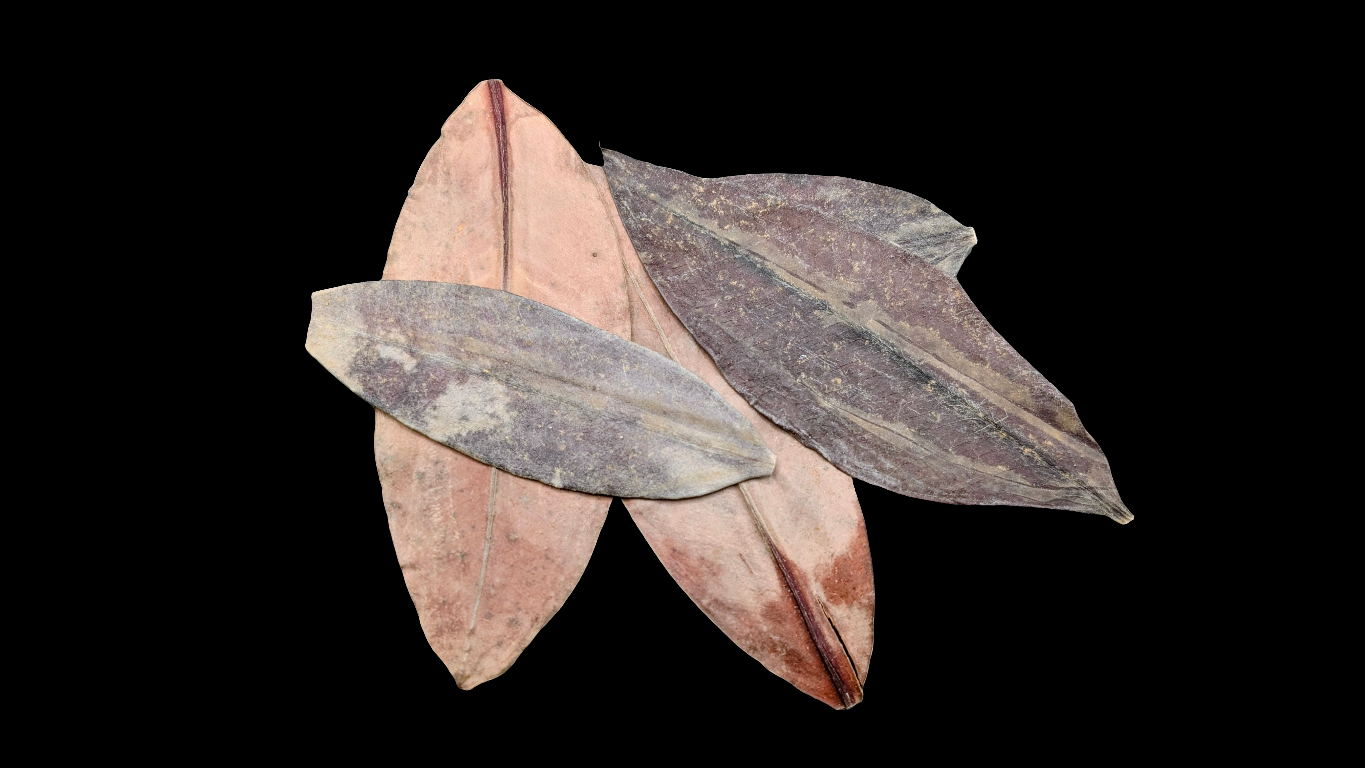 Red Mangrove Leaves