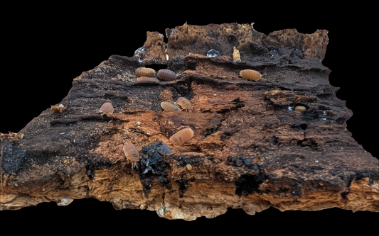 Cubaris Murina Anemone Isopods