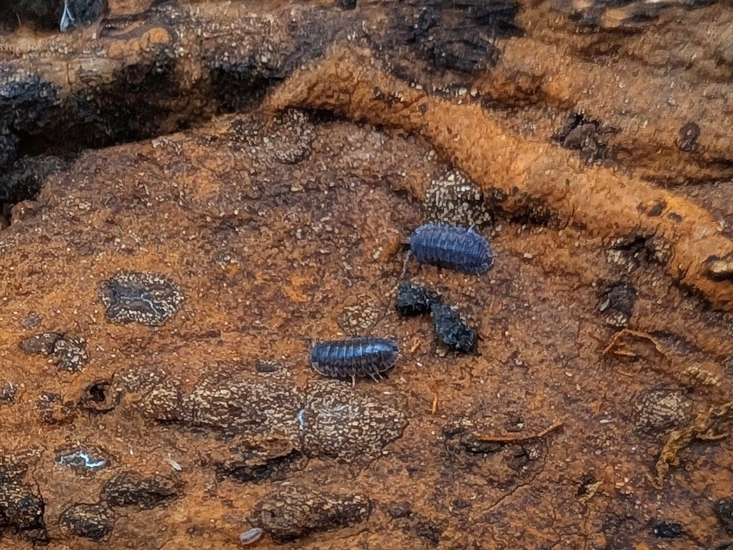 Platin Tung Song Isopods