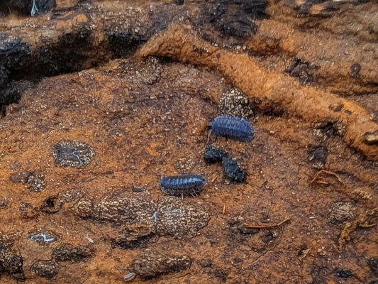 Platin Tung Song Isopods