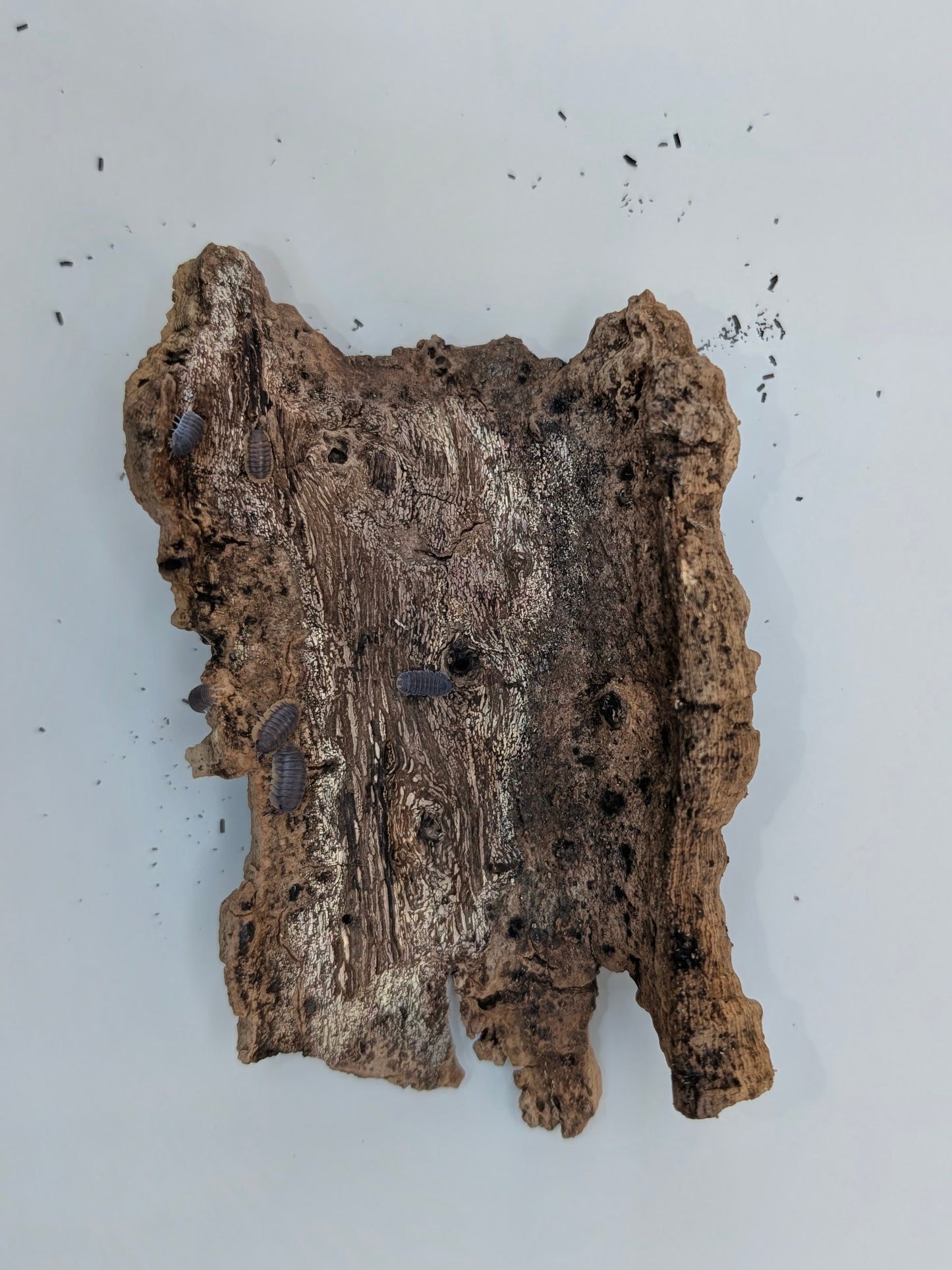 Red Edge Cubaris Isopods