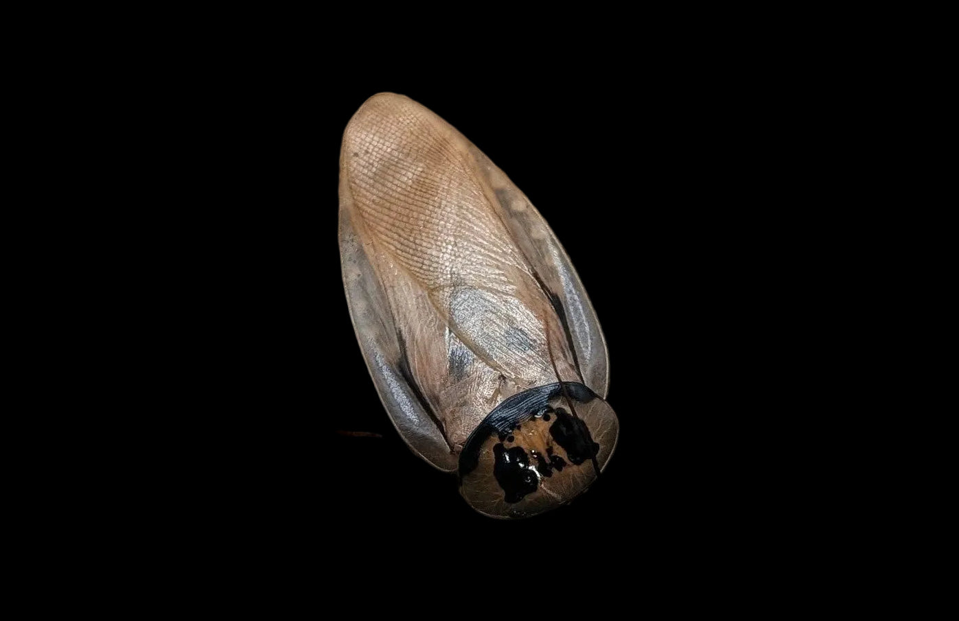 Ivory Cockroach 12ct Mixed