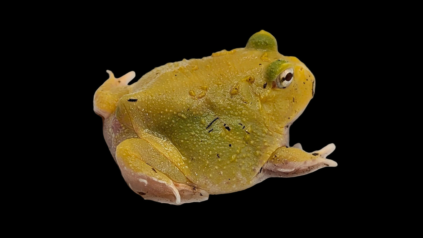Pacman Frog