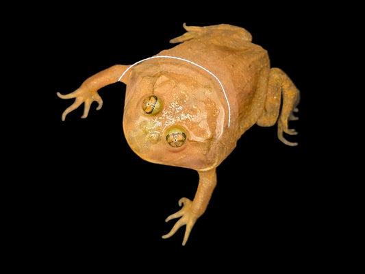 Budgetts Frog