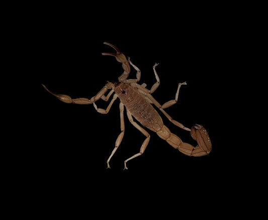 Striped Devil Scorpion