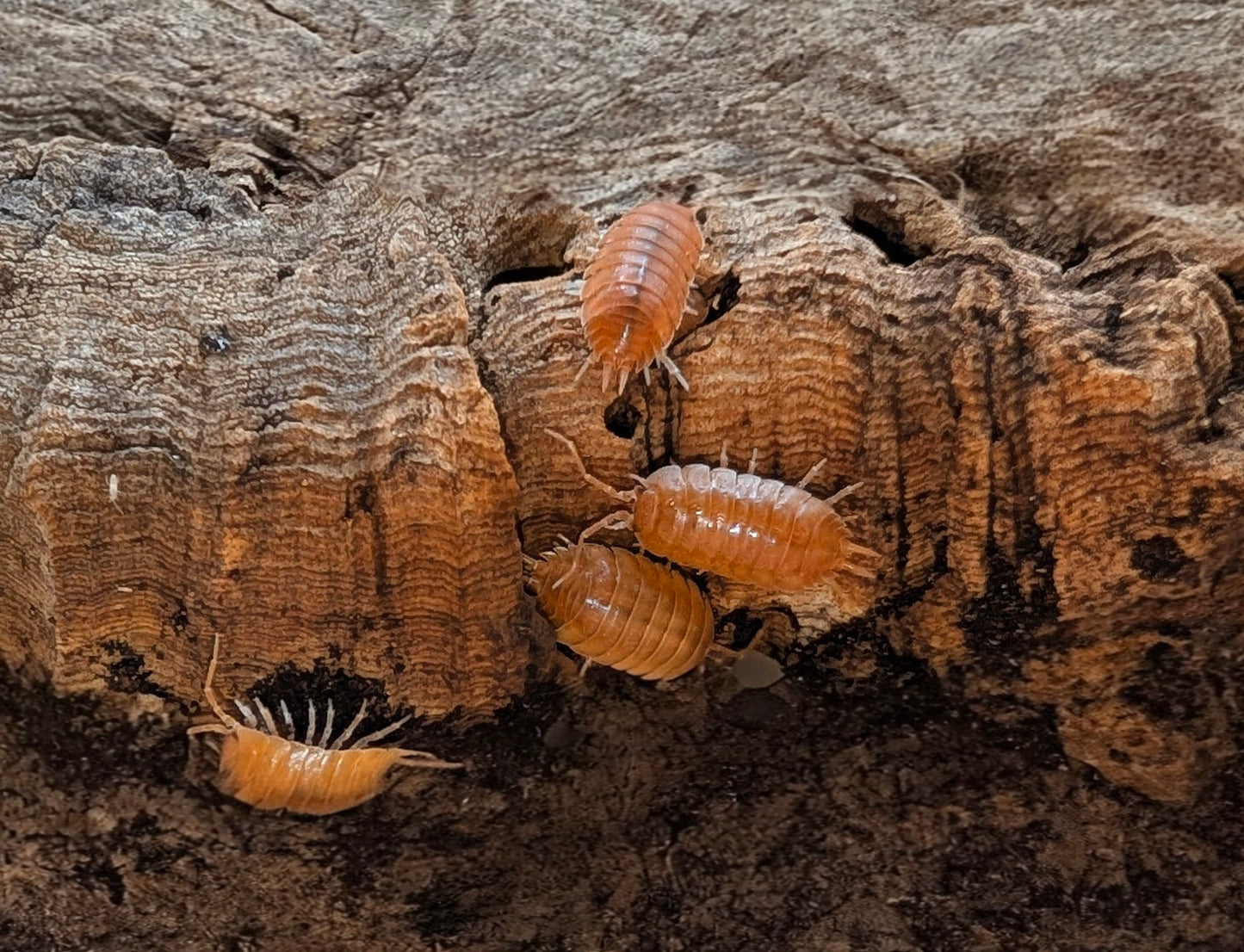 Giant Orange Isopods