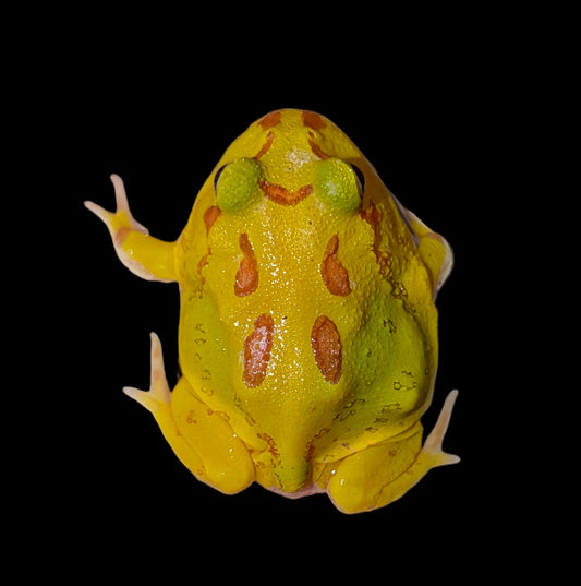 Pacman Frog
