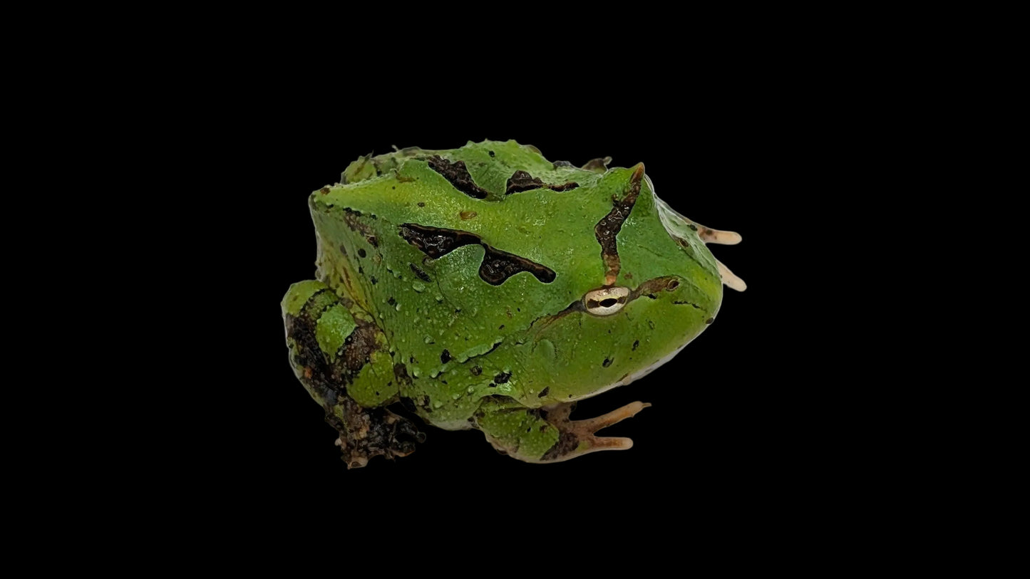 Pacman Frog