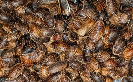 Dubia Roach