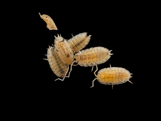 Dalmatian Isopods