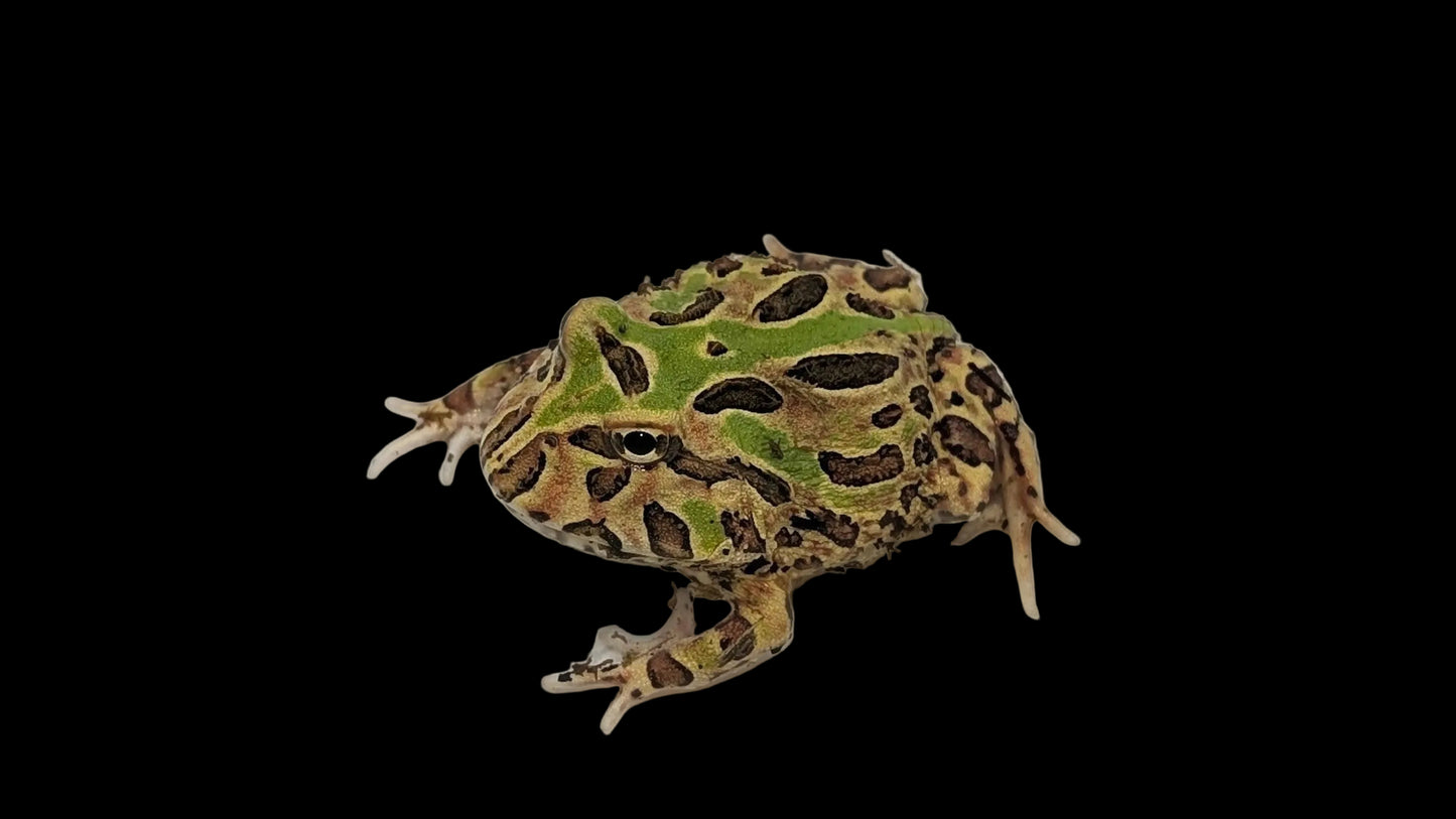 Pacman Frog