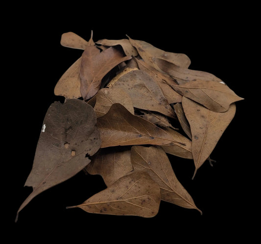 Live Oak Leaves