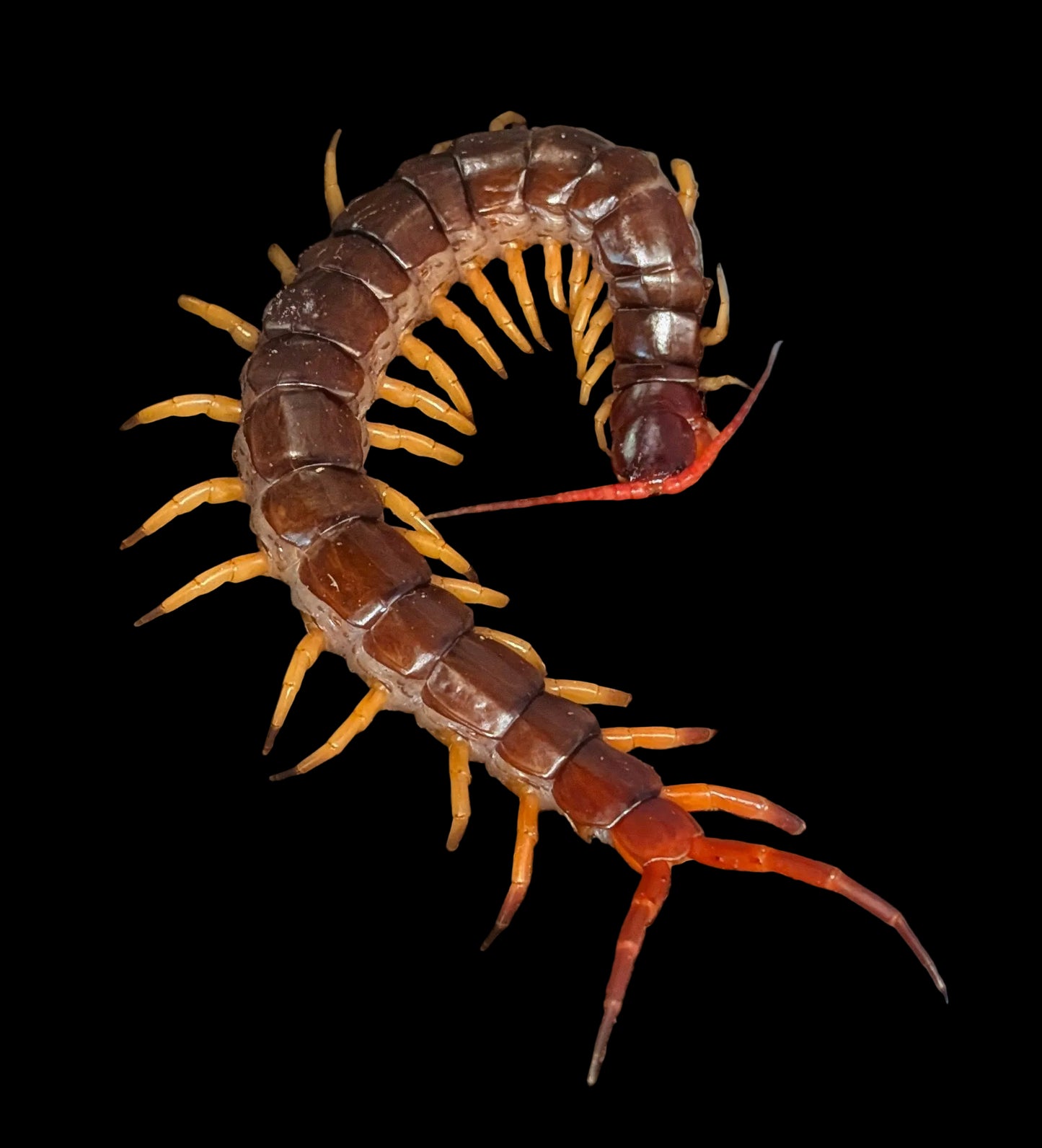 Vietnamese Centipede