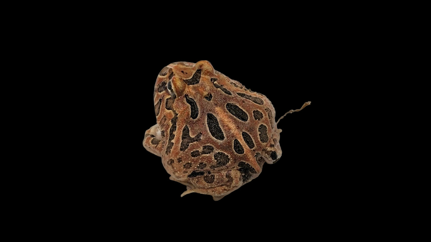 Pacman Frog