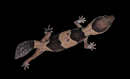 African Fat Tail Gecko