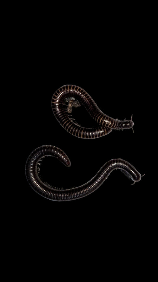 Desert Millipedes